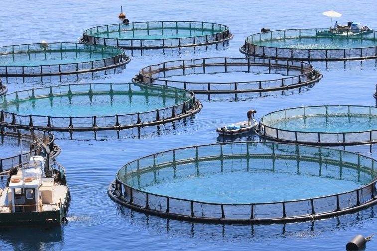 Ambassador-to Italy-meets-Fish-Farming-Federation